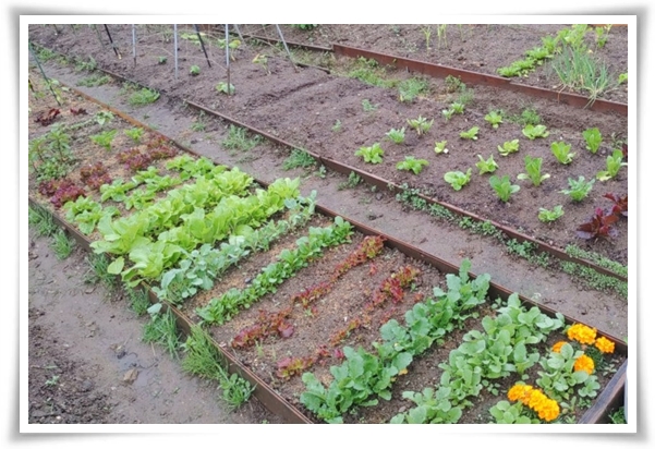 텃밭 "6월에 심기 좋은 작물" 지금 심으면 쑥쑥 자라는 여름 작물 추천!