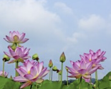 2026 당진 합덕 연꽃축제