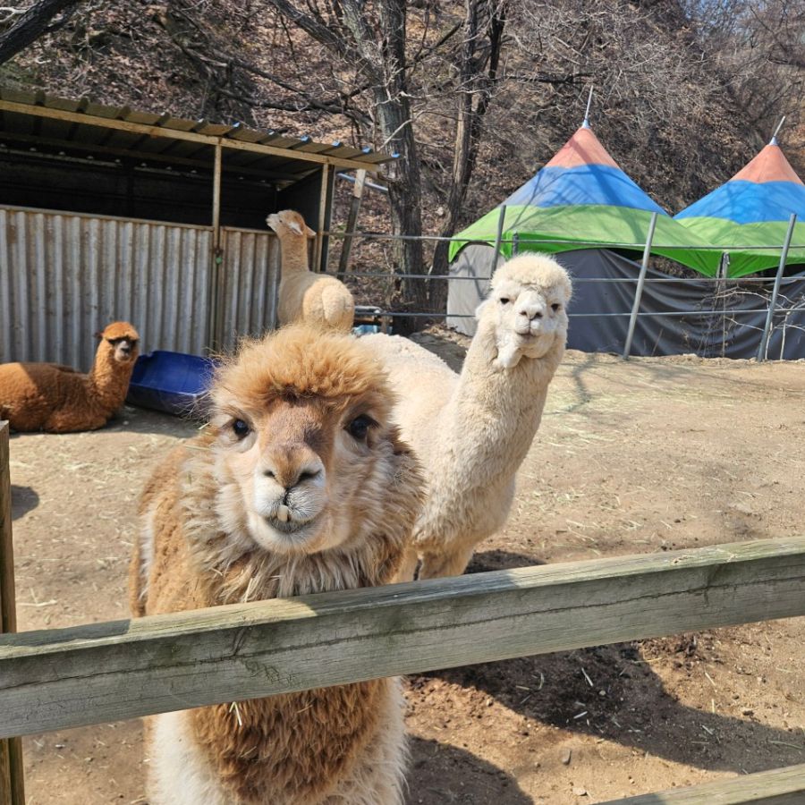 쥬쥬동산