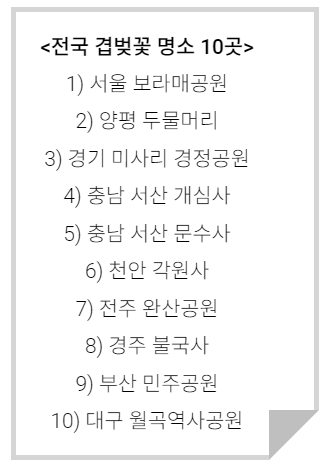 전국-겹벚꽃-명소