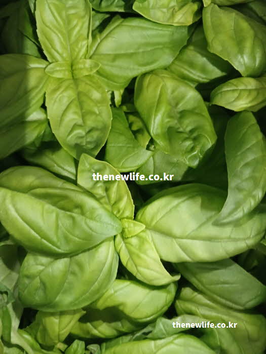 바질 효능 두통 완화 리날룰