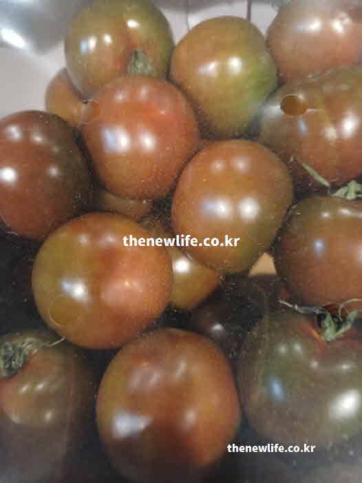 흑토마토 효능 피로 해소 비타민 C 성분