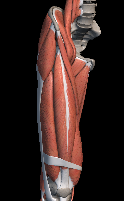 허벅지 통증 원인