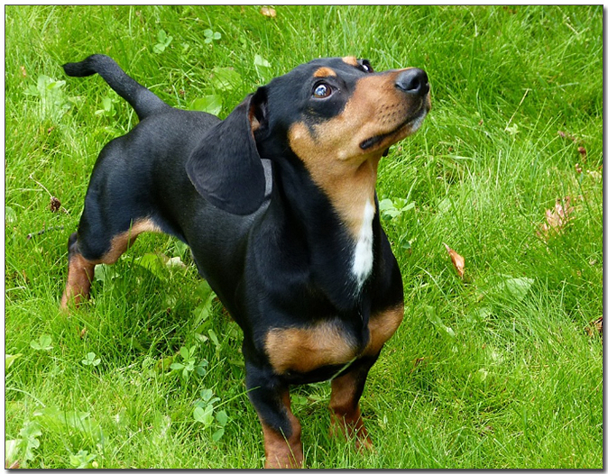 주인을 올려다보는 닥스훈트