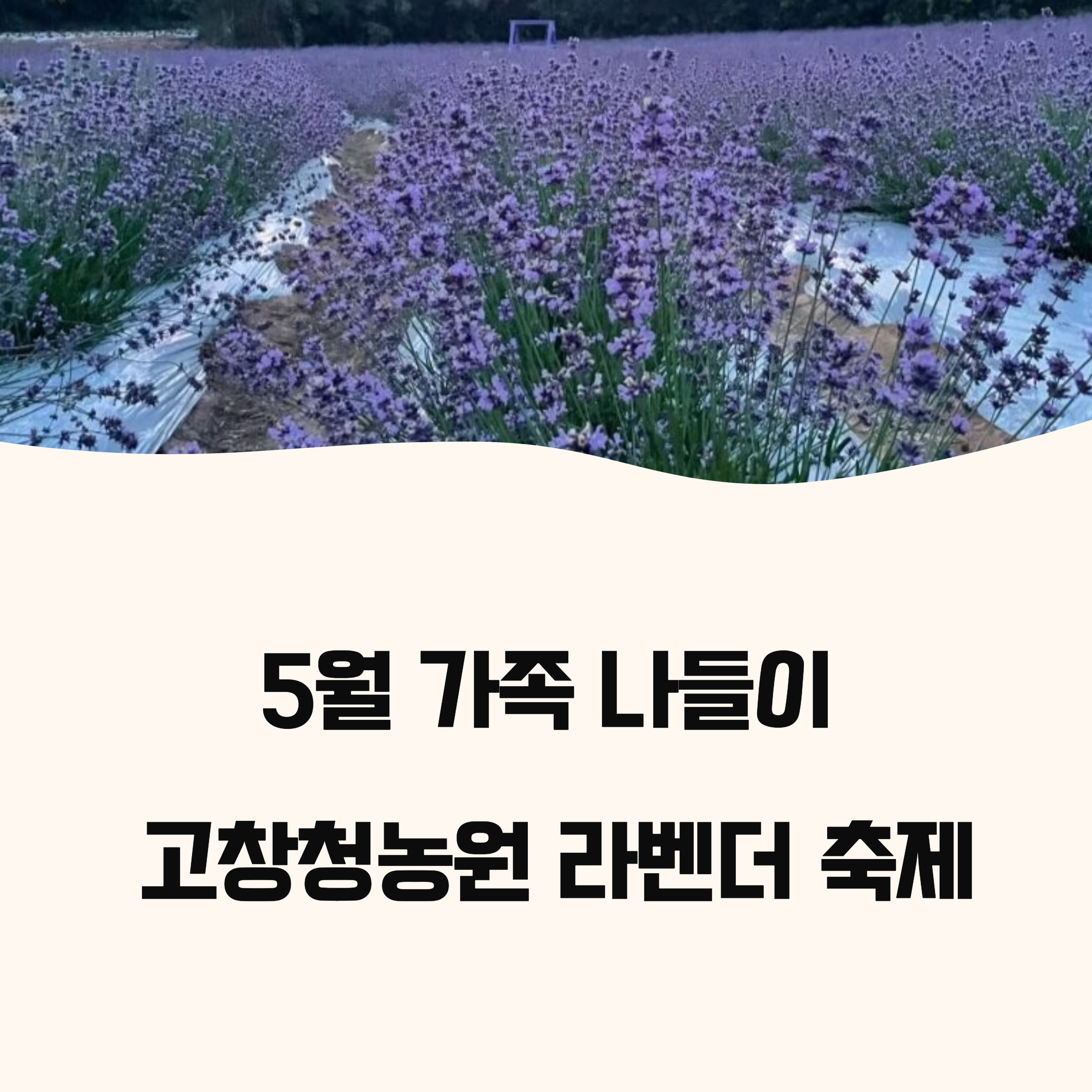 고창청농원 라벤더 축제