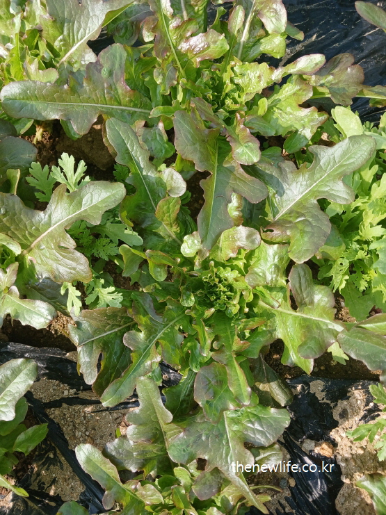 Red oak leaf lettuce with curled and elongated leaves-길게 갈라지고 붉은빛이 도는 적오크 상추