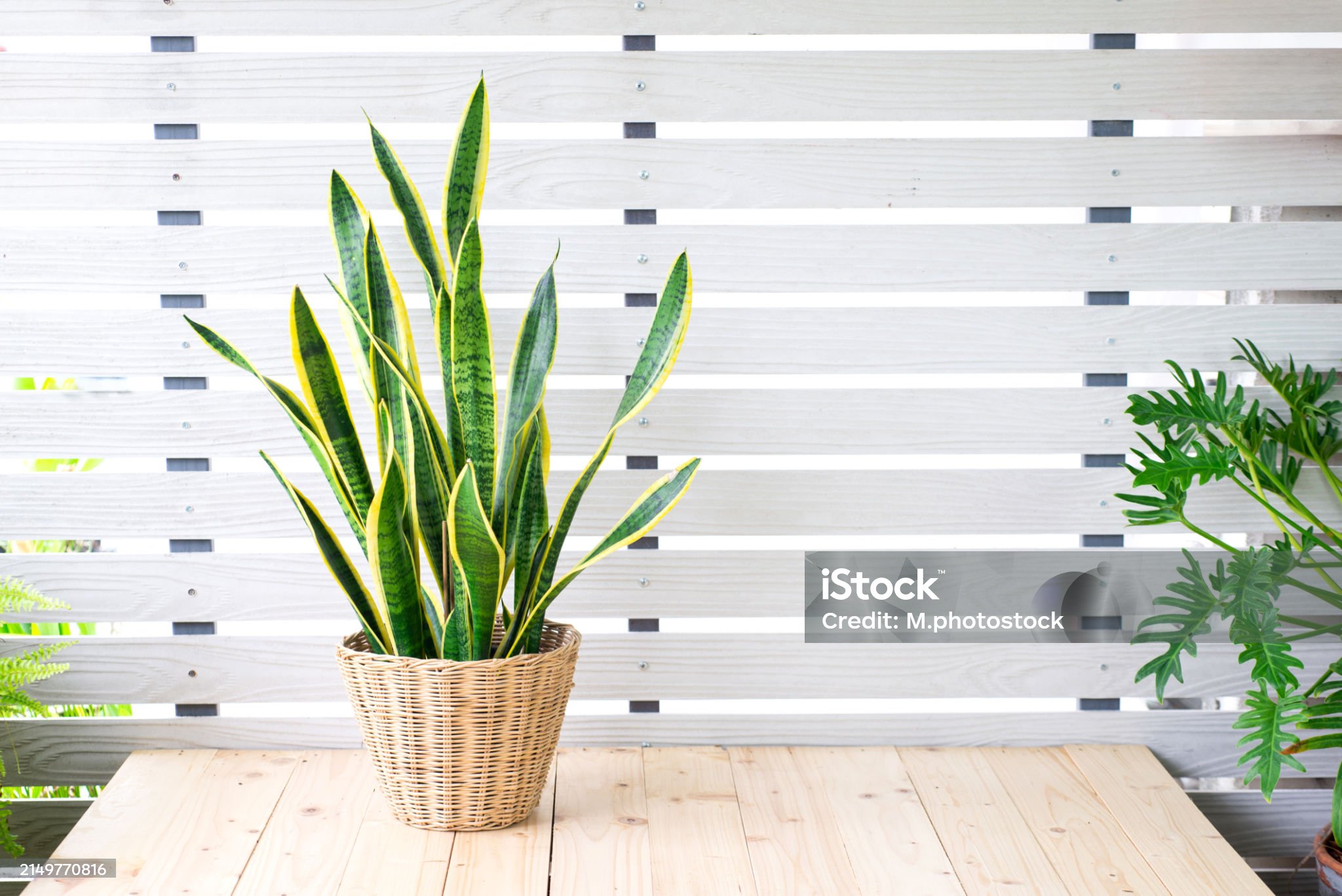 초보자도 쉽게 키우는 공기정화 식물 추천 10가지 & 핵심 관리 팁 이미지