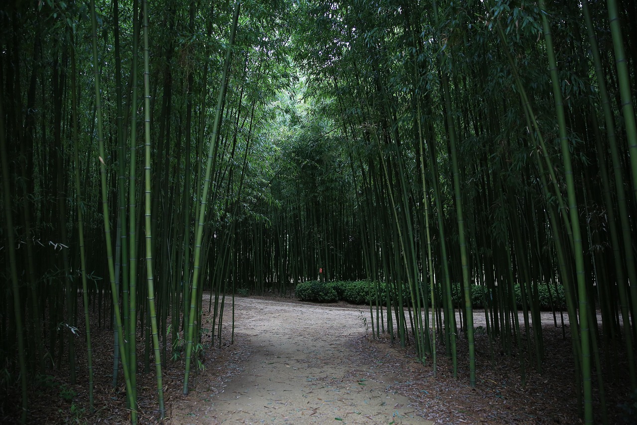 태화강 국가정원 대나무숲