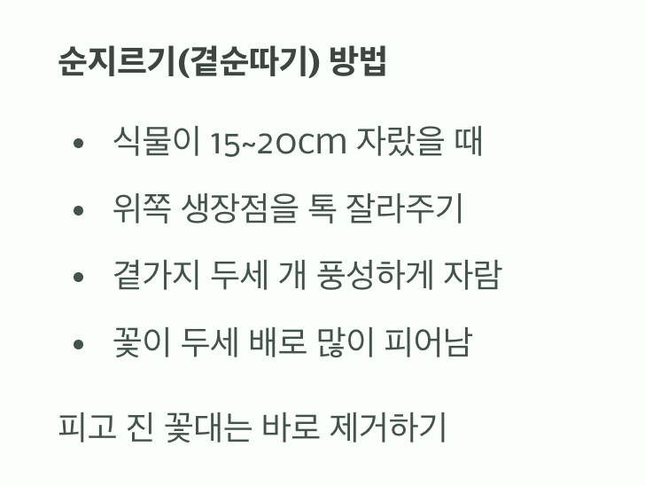더 풍성하게, 순지르기의 마법