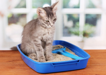 화장실 안에 있는 고양이.