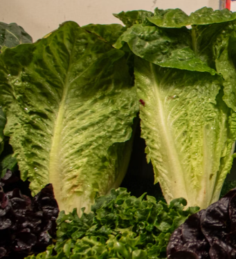 배추 효능 부작용 칼로리