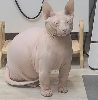 스핑크스 고양이 유전병_8