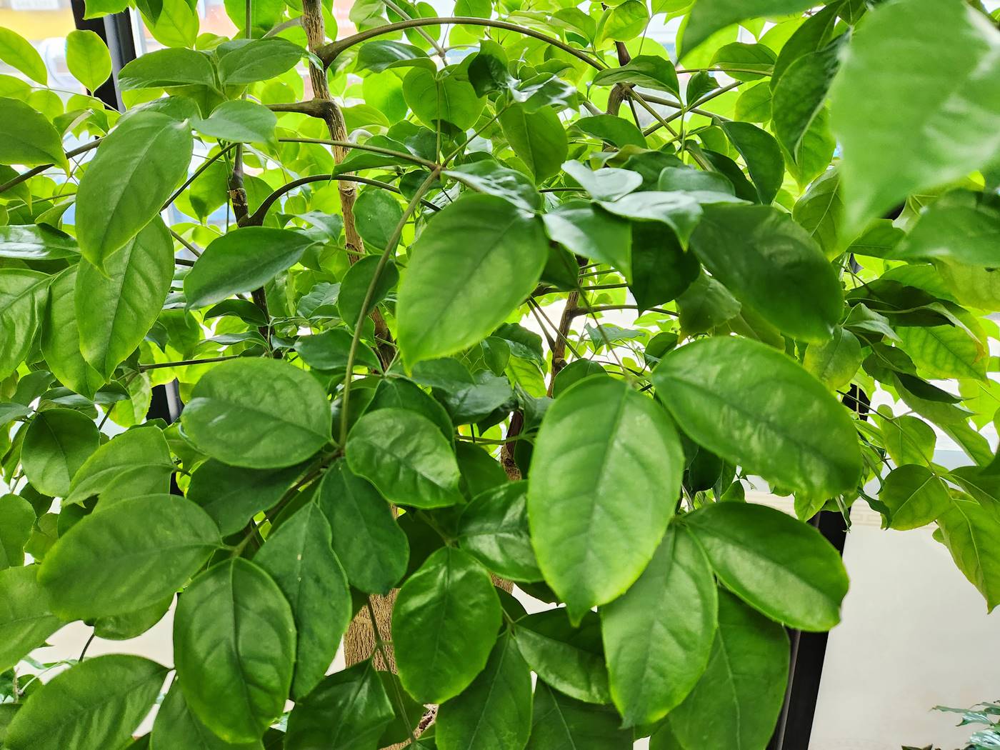 해피트리(행복나무) Happy Tree