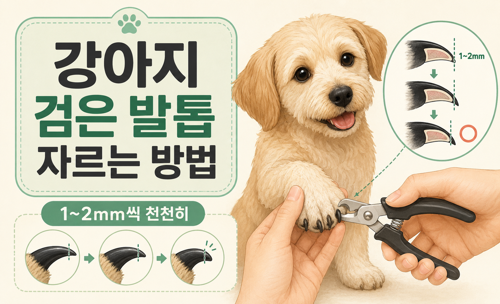 강아지 검은 발톱 자르는 방법과 1~2mm씩 조금씩 안전하게 자르는 요령을 설명하는 대표 이미지