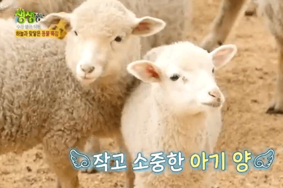 평창 가볼만한 곳 대관령 하늘목장