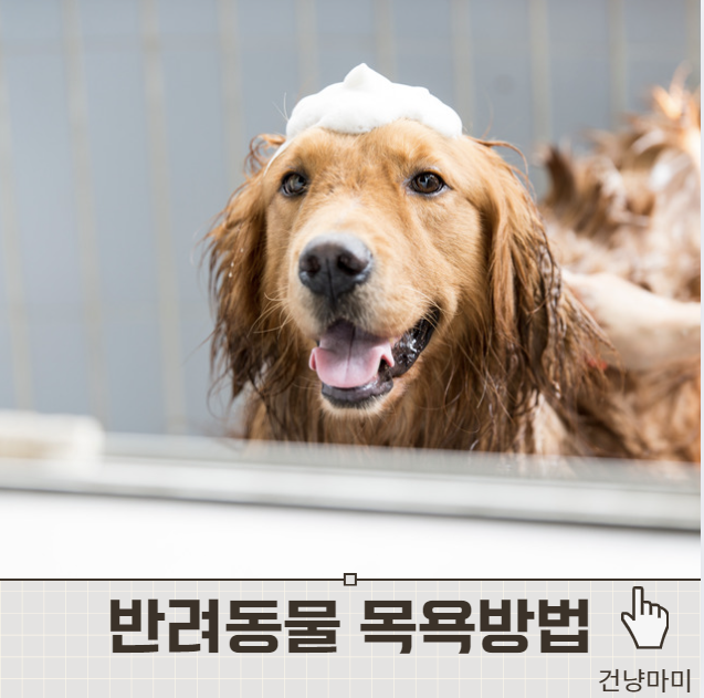 강아지와 고양이의 올바른 목용 방법과 주의사항