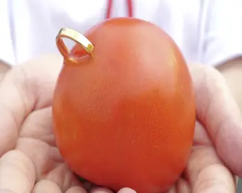 화천 토마토축제_20