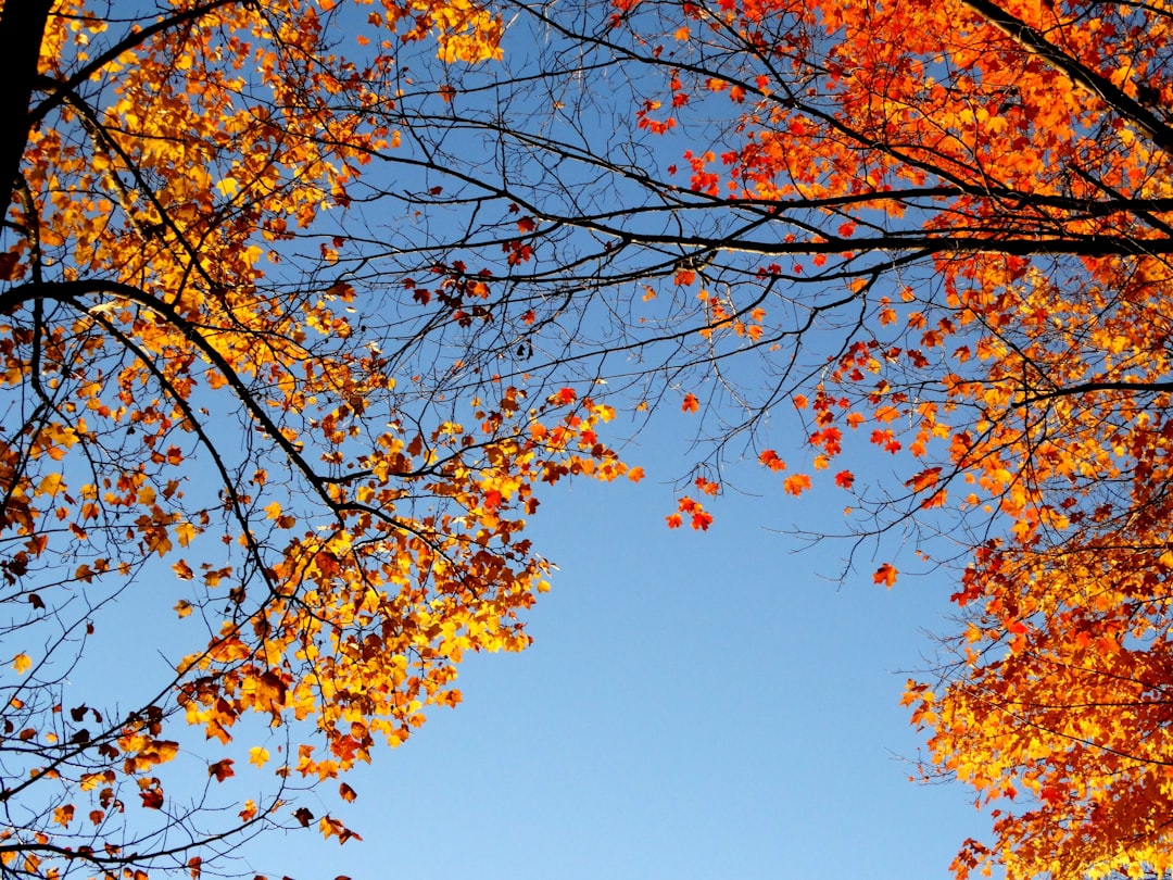 Autumn foliage