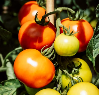 토마토 효능 부작용 고르는법 칼로리