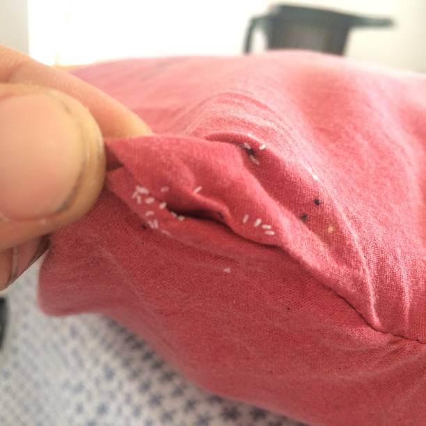 빈대 물린자국&amp;#44; 퇴치제&amp;#44; 예방법