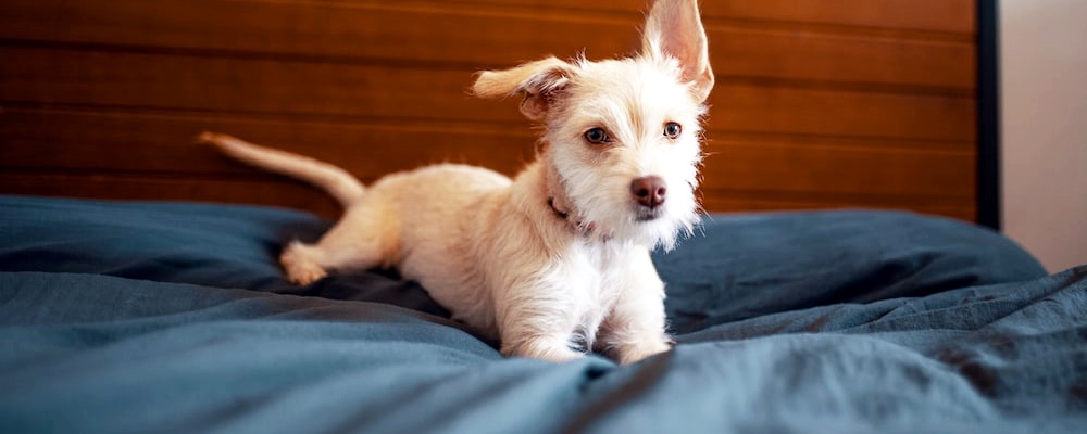 강아지에게 안돼! 가르치는 방법 2