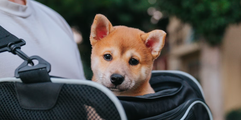 강아지 칭찬하는 방법과 칭찬 시 주의사항