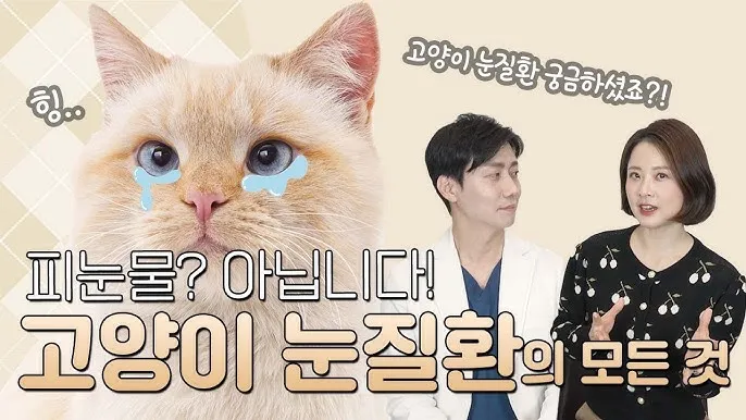 고양이 주요 눈 질환 7가지 증상 원인 치료법_6