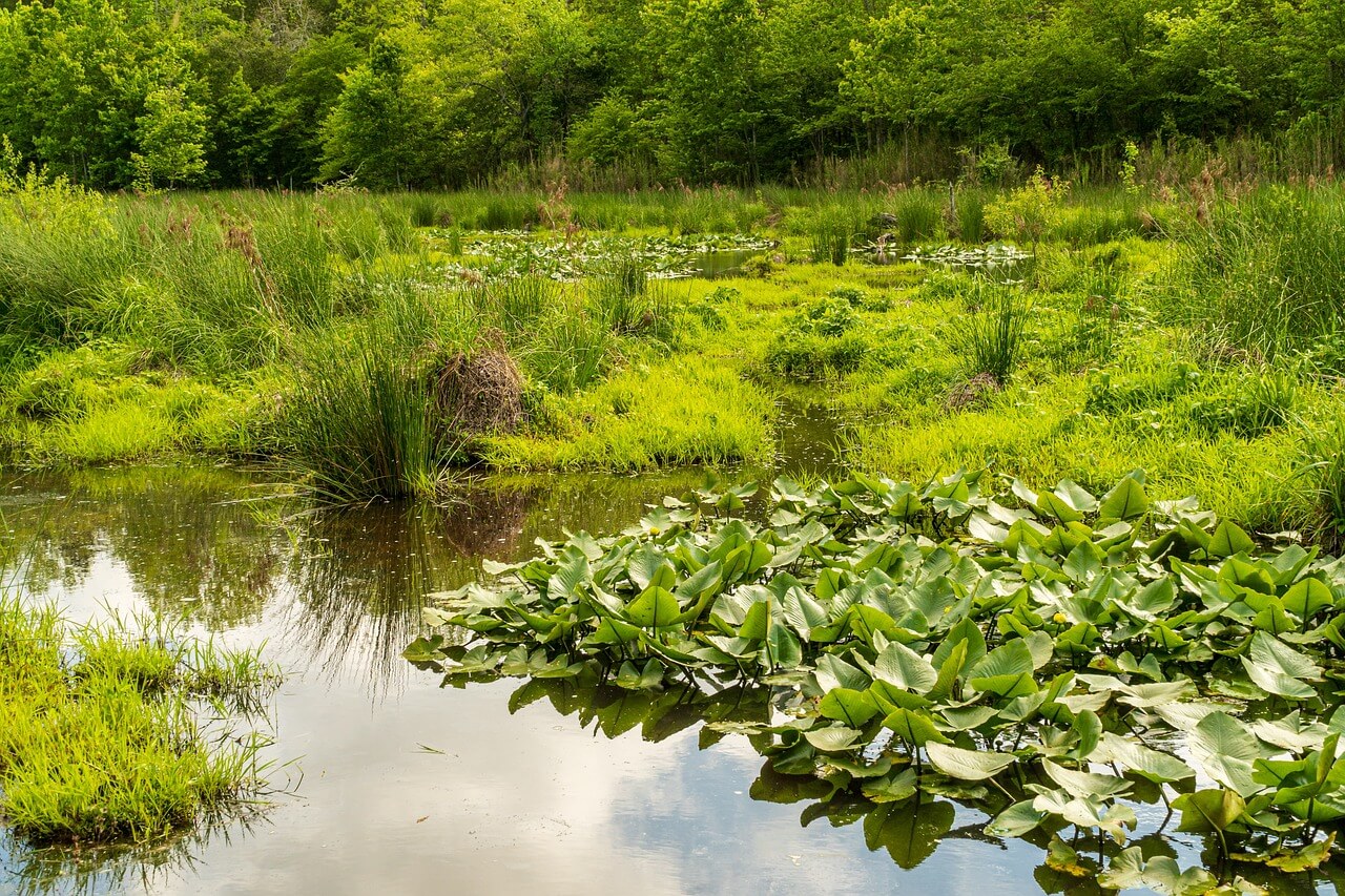 빗물 정원(Rain Garden)의 개념과 조성 방법