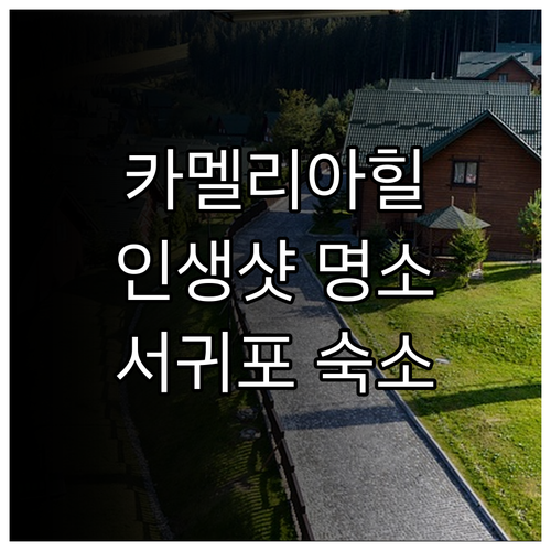 카멜리아힐 인생샷 스팟 공개 및 호캉..
