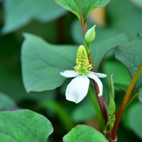 재배중인 어성초
