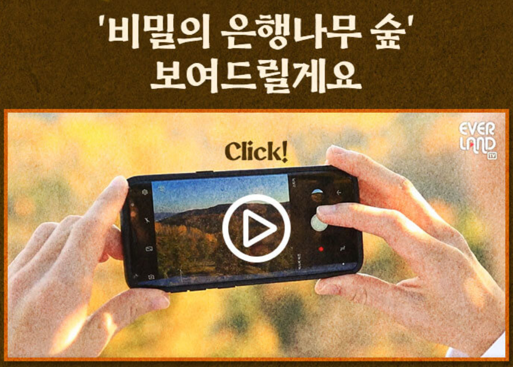 비밀의 은행나무 숲 영상