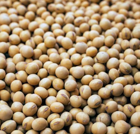 알부민 많은 음식