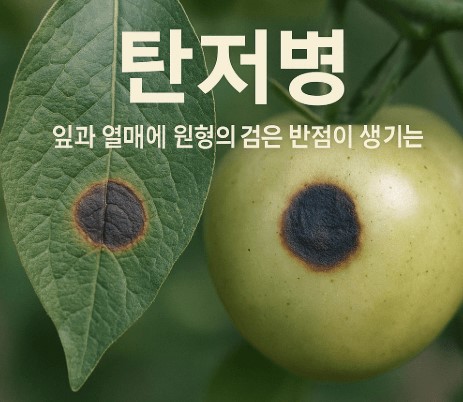 식물의 탄저병 증상 사진