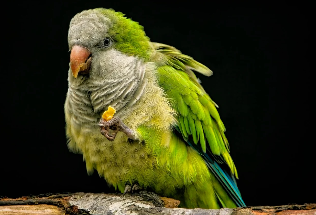 앵무새-종류별-특징-총정리