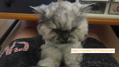 집냥이 혼자 있을 때 괜찮을까? 15살 노묘를 두고 외출하기 전 제가 확인하는 것들