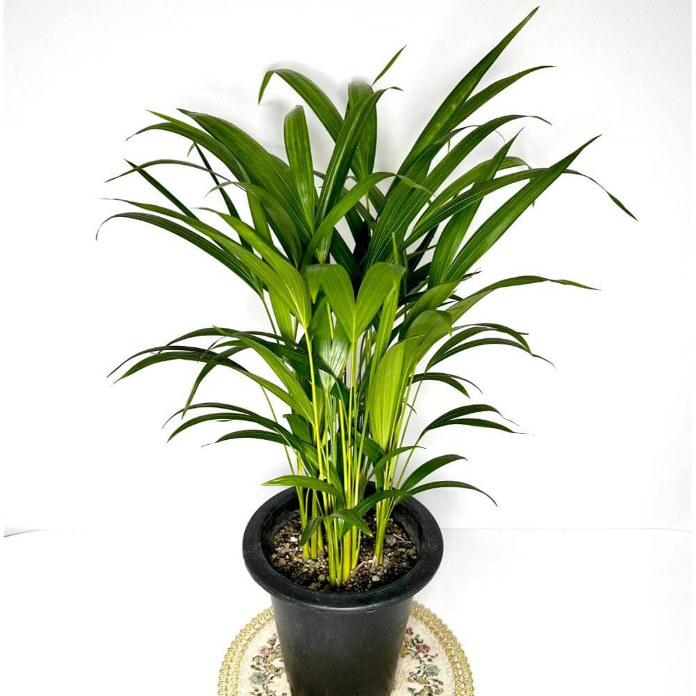 나사(NASA)선정 공기정화식물