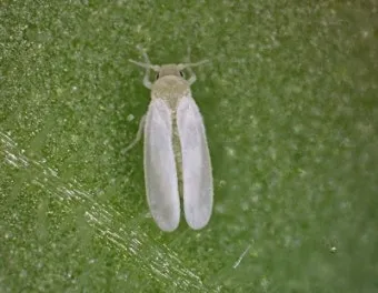 병해충 천적 활용 무당벌레 기생벌 끈끈이트랩 친환경 방제_16