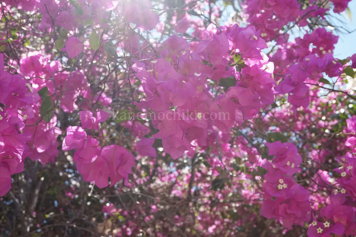 팔라완-도스팔마스리조트-꽃