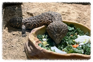 울런공