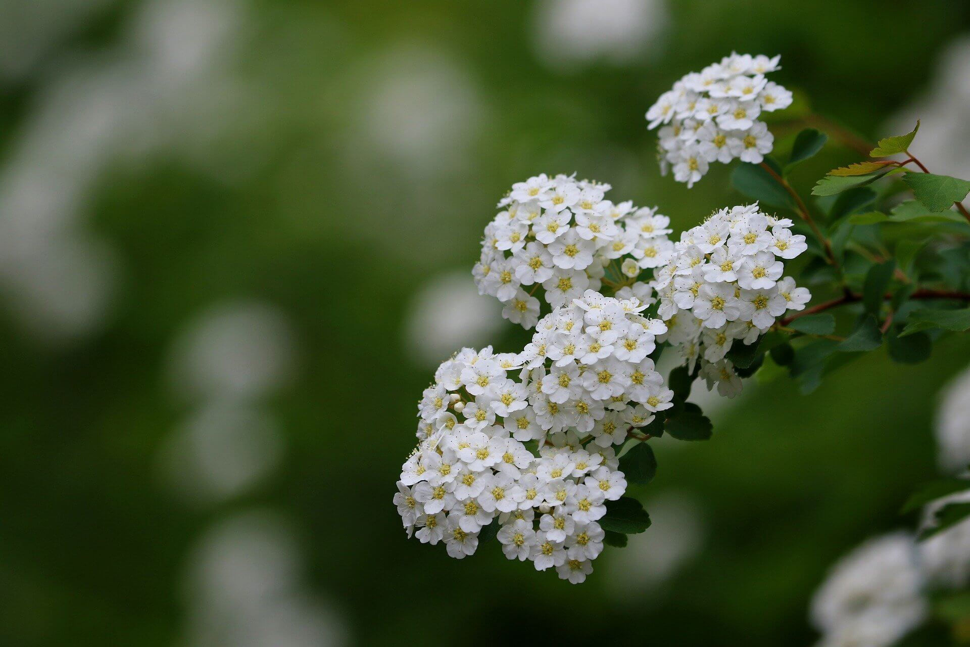 이팝나무와 조팝나무 차이