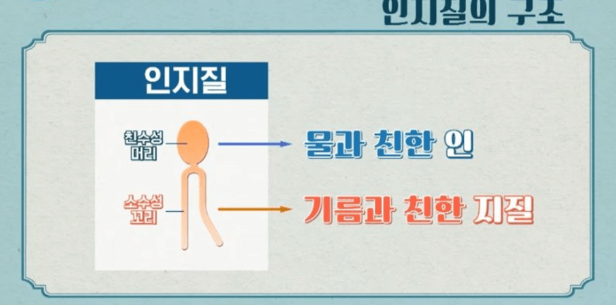 인지질