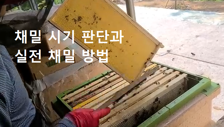 채밀 시기 판단과 실전 채밀 방법