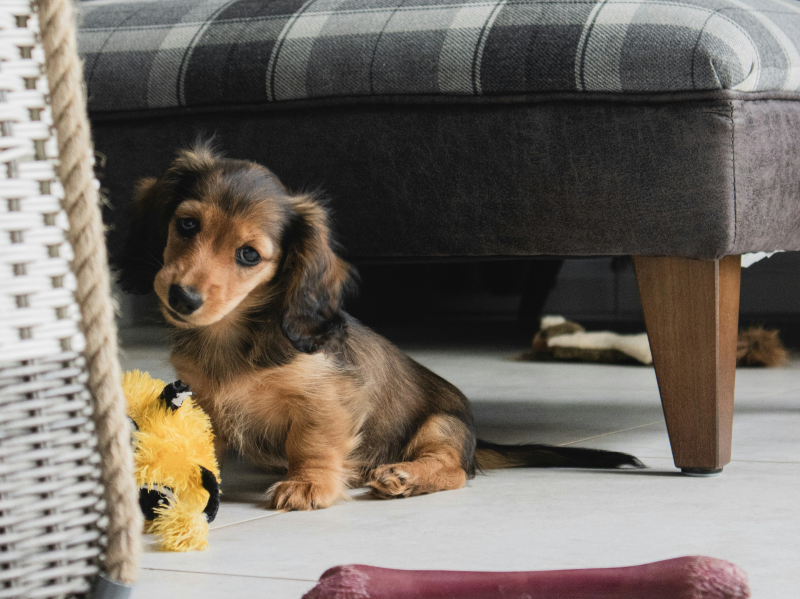 소파를 등지고 앉아있는 강아지