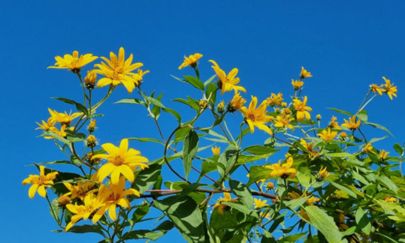 돼지감자-꽃-사진