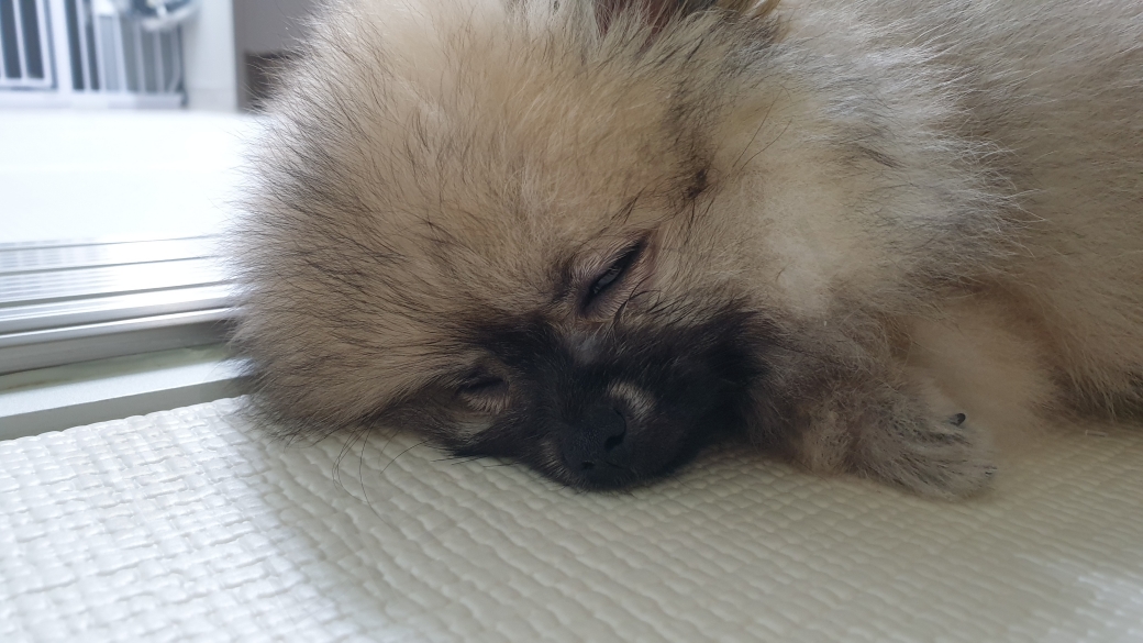 눈을 움직이며 렘수면을 하는 강아지