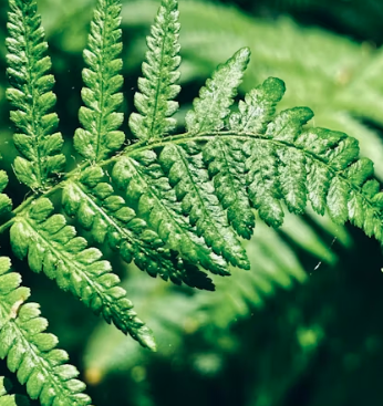 고사리 효능과 부작용 고르는법 칼로리