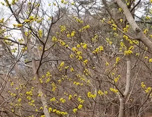 생강나무 꽃 개화시기 모양 특징_9