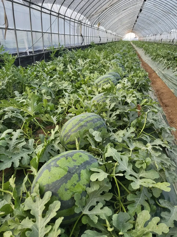 수박 재배 접목 선택 순 따기 당도 올리기_4