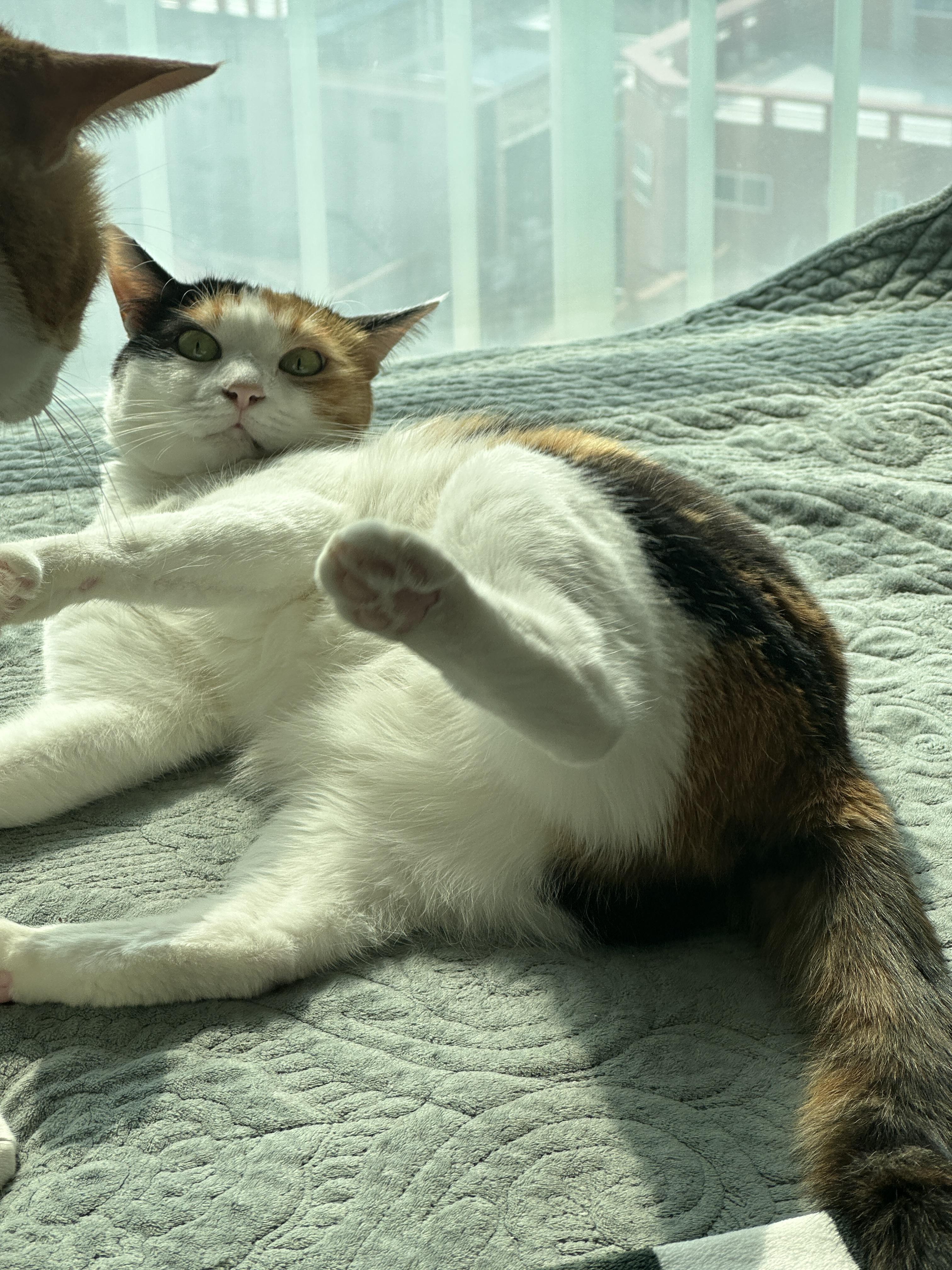 아니...그게 그렇게 이어진다고?? (feat.사차원고양이 요미와 막둥이)