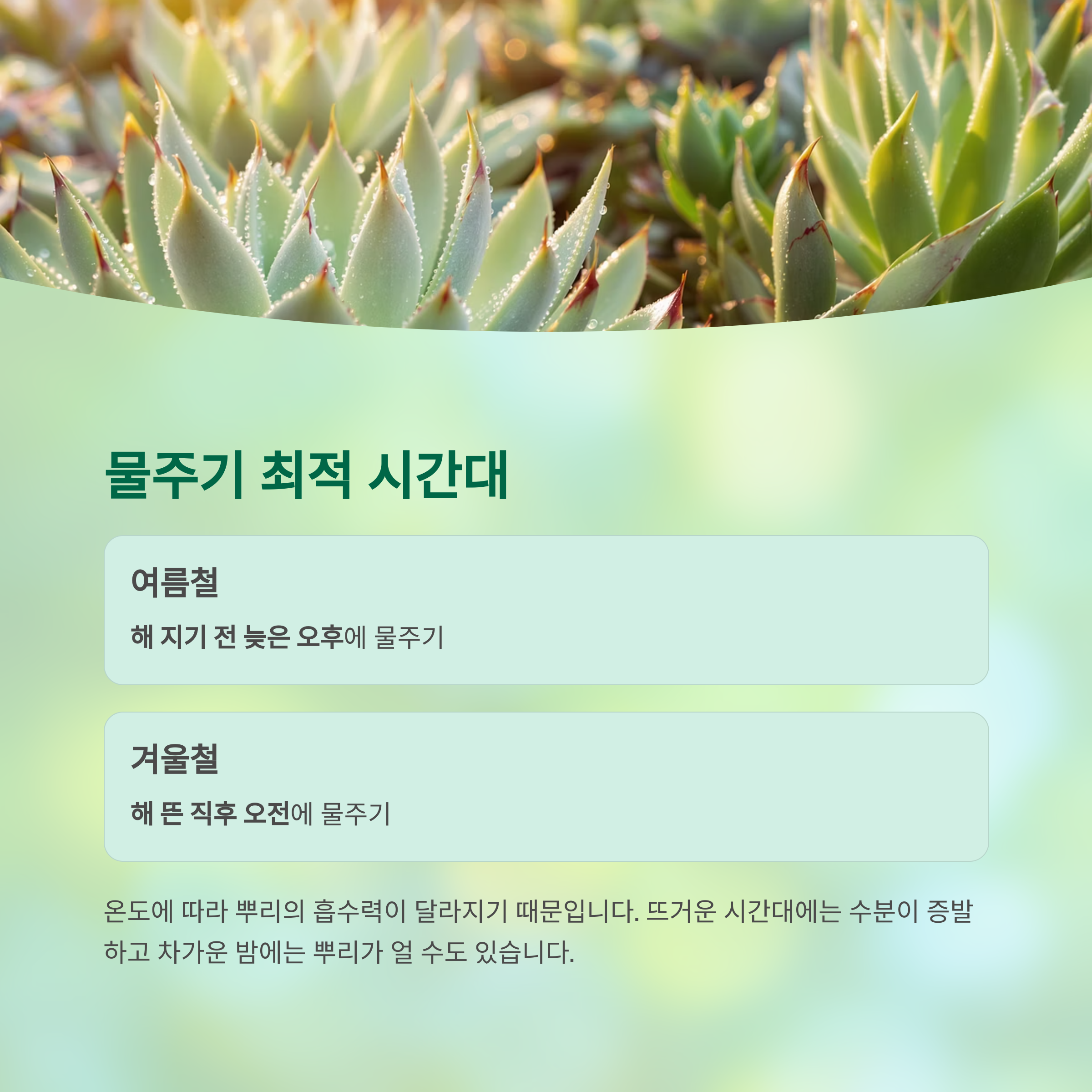 물주기 최적 시간대